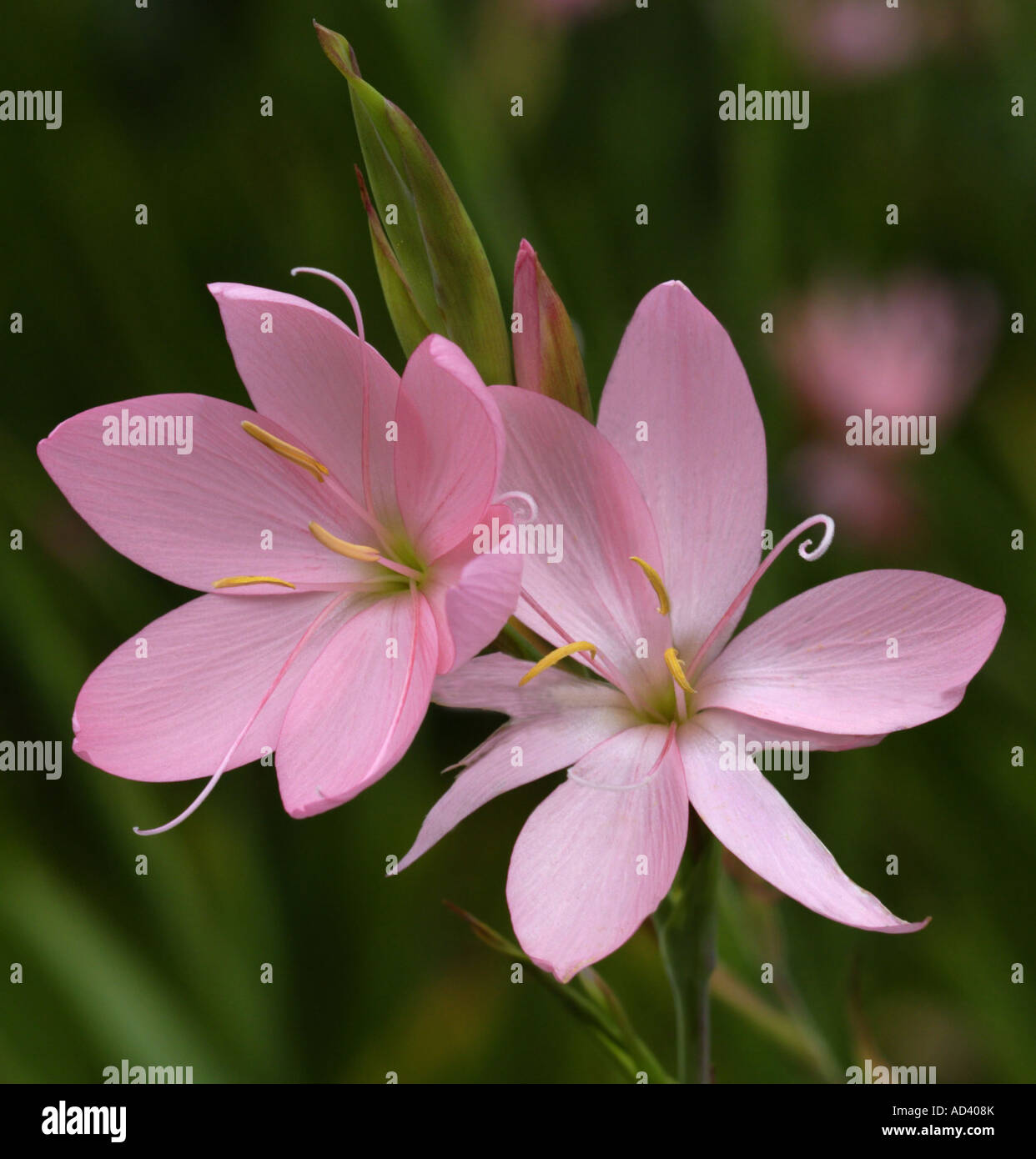 Shizostylis Jennifer (Pink Kaffir Lily) Stock Photo