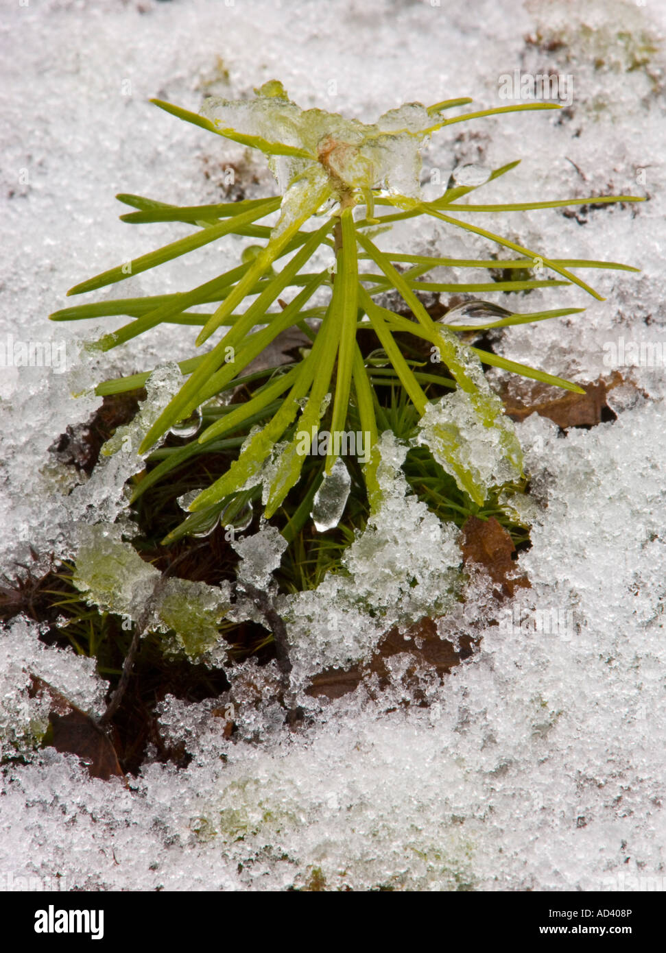 Balsam fir (Abies balsamea) seedling in wet snow, Greater Sudbury, Ontario, Canada Stock Photo