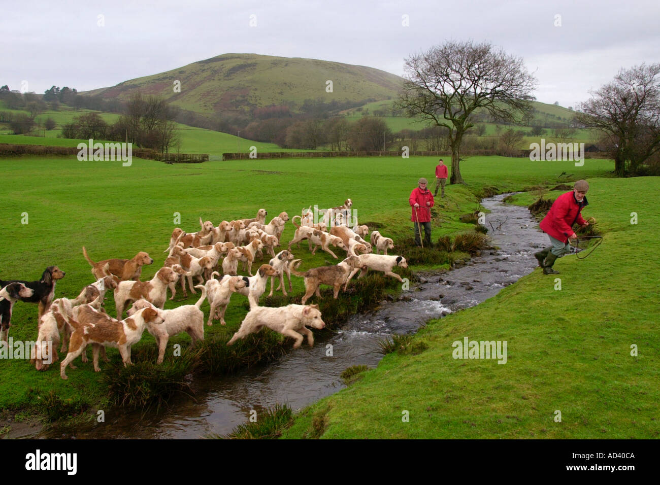 Joint Masters of the Irfon Towy Hunt out with their hounds on farm land near Llanwrtyd Wells Powys Wales UK GB Stock Photo