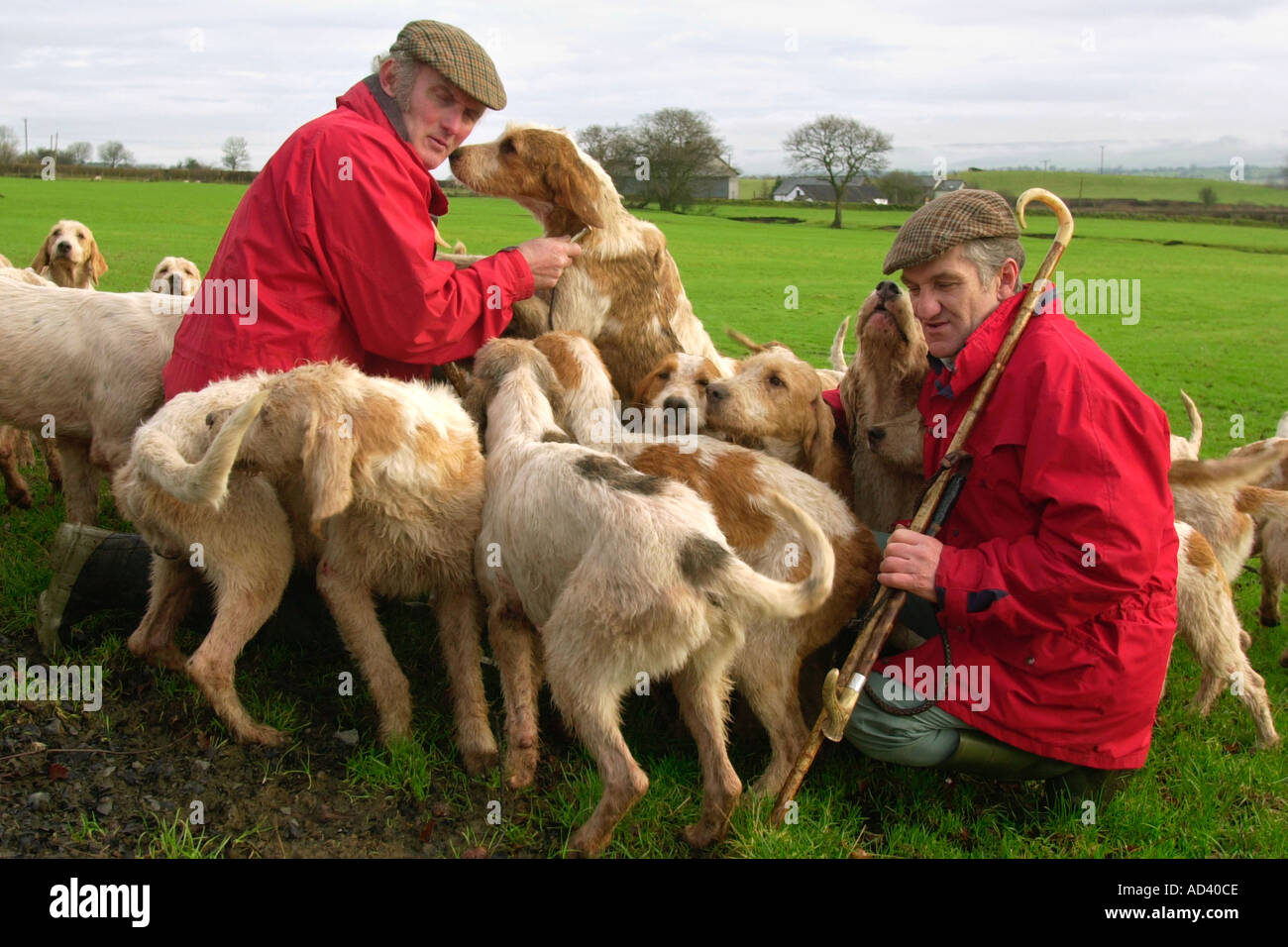 Joint Masters of the Irfon Towy Hunt out with their hounds on farm land near Llanwrtyd Wells Powys Wales UK GB Stock Photo