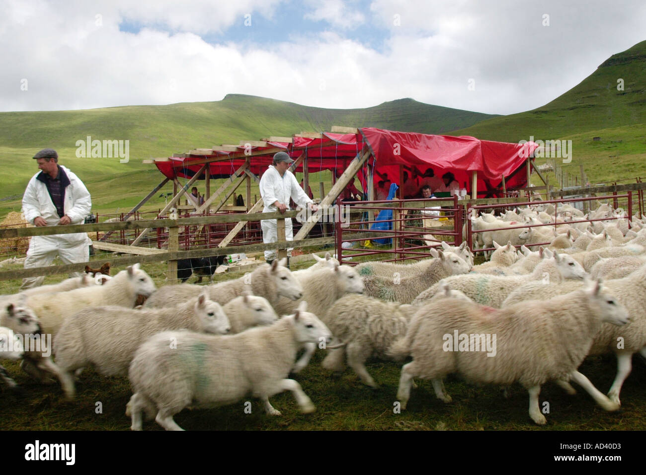Some of the 12,000 sheep on the Brecon Beacons gathered together for ...