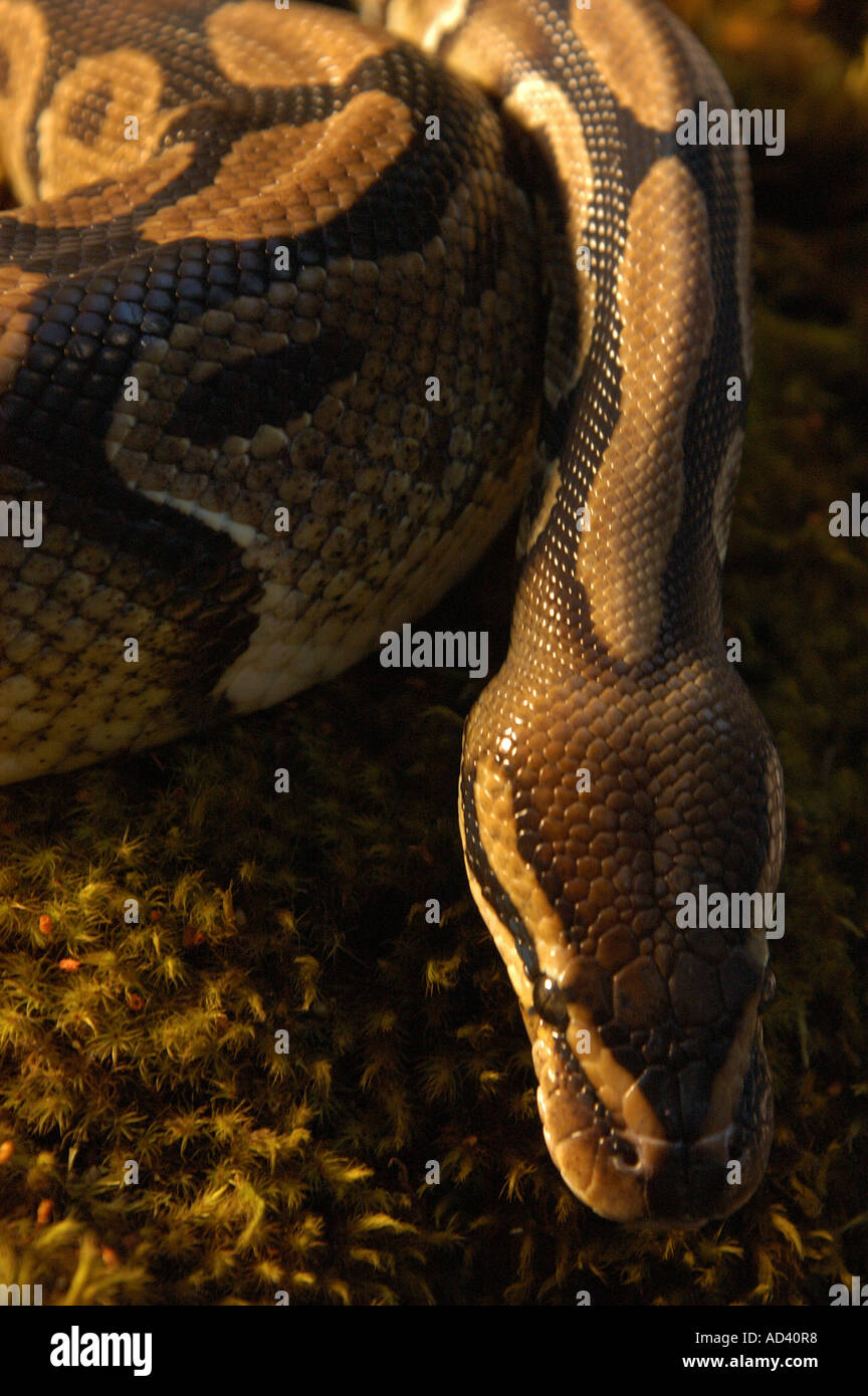 Snake stock photo and image hi-res stock photography and images - Alamy