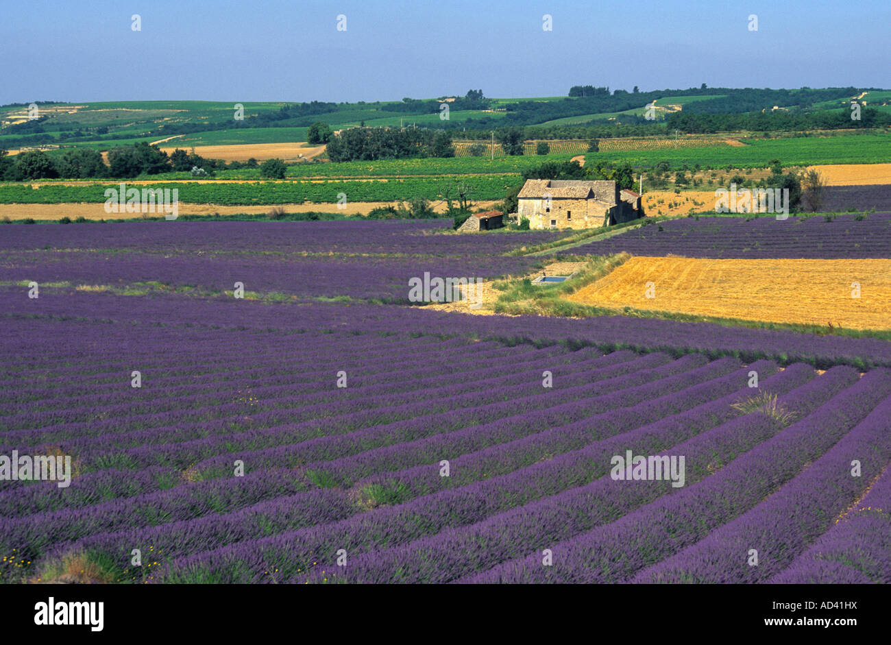 Lavender in South of France in summer Stock Photo