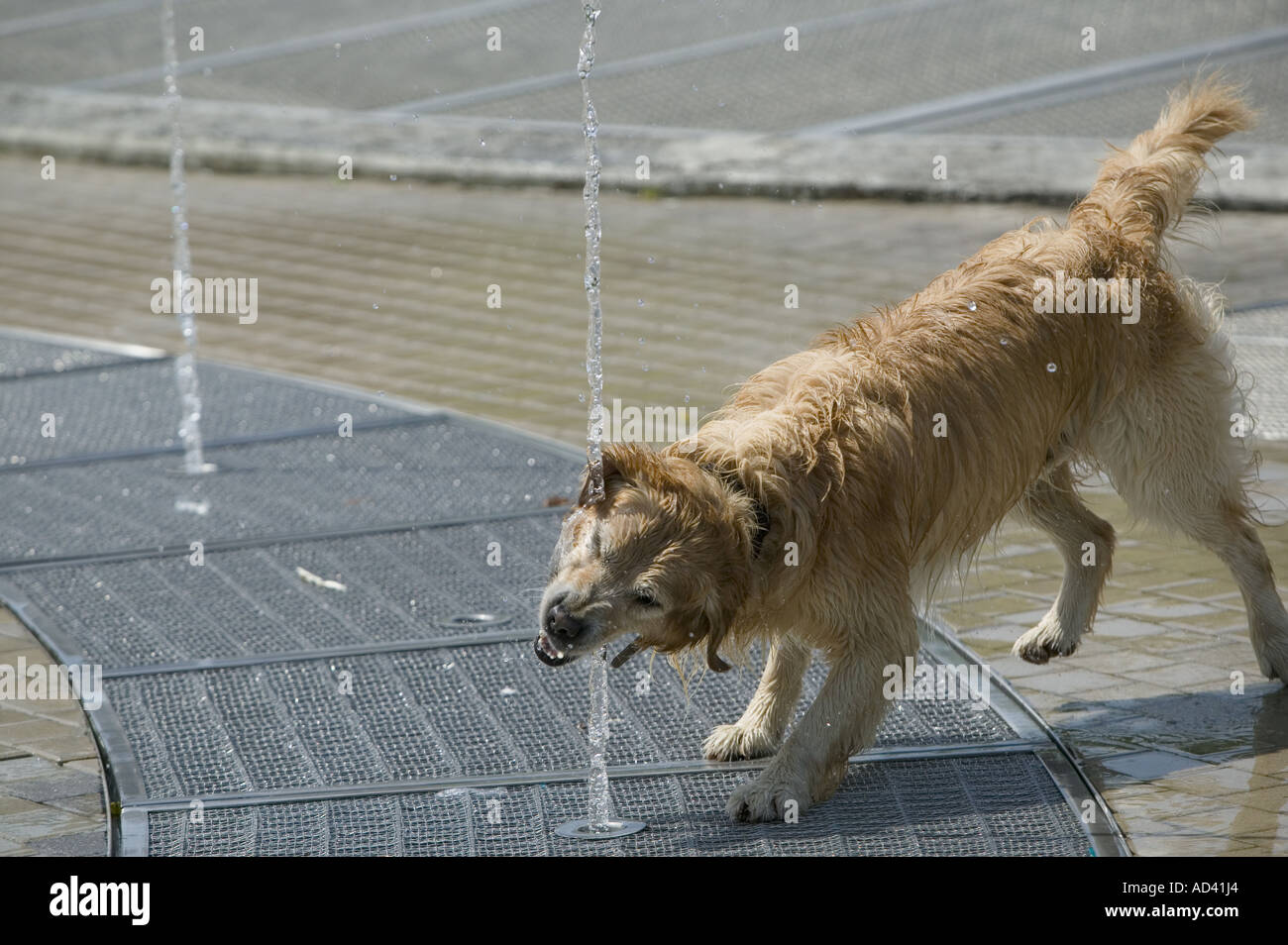 cold water pet fountain