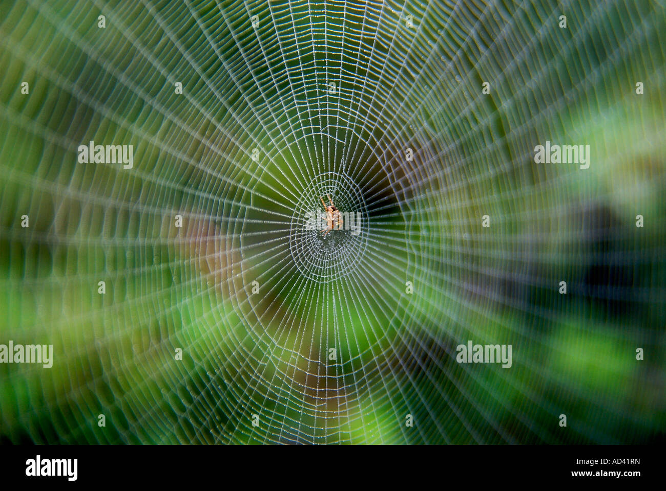 Spider web Stock Photo
