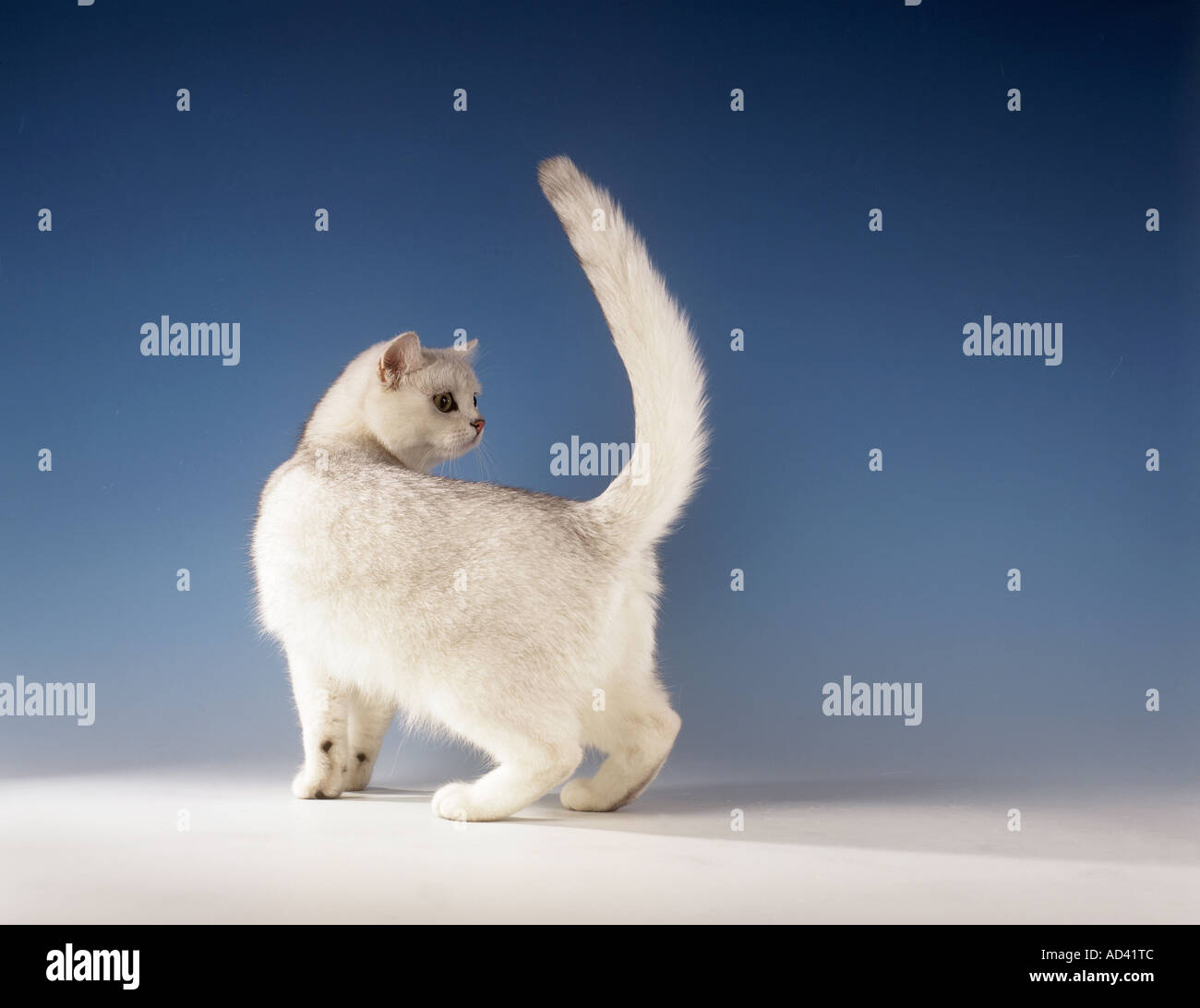 British Shorthair - standing - cut out Stock Photo