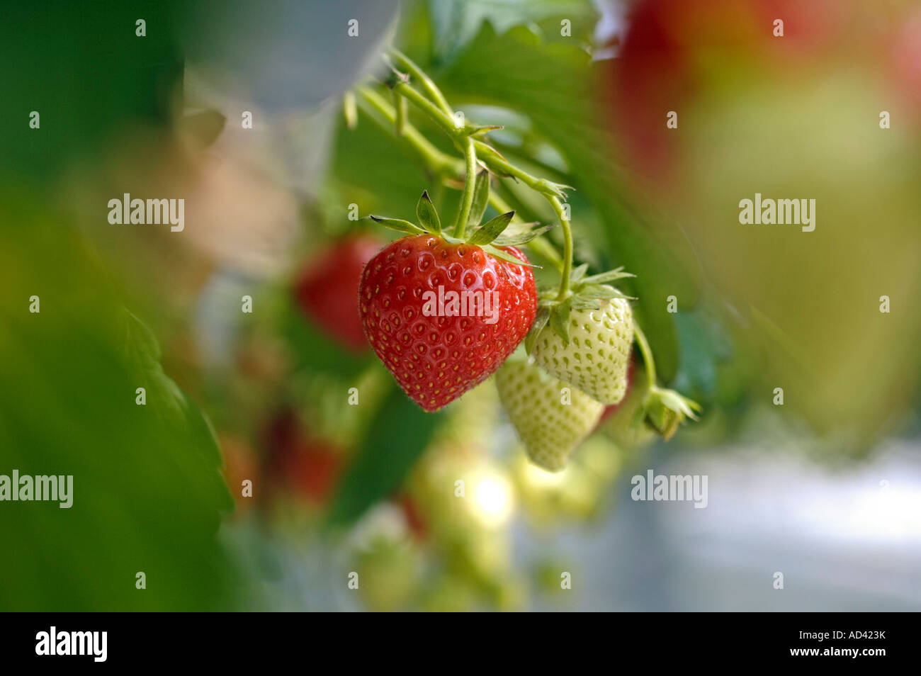 Growing strawberries in a commercial greenhouse Stock Photo - Alamy