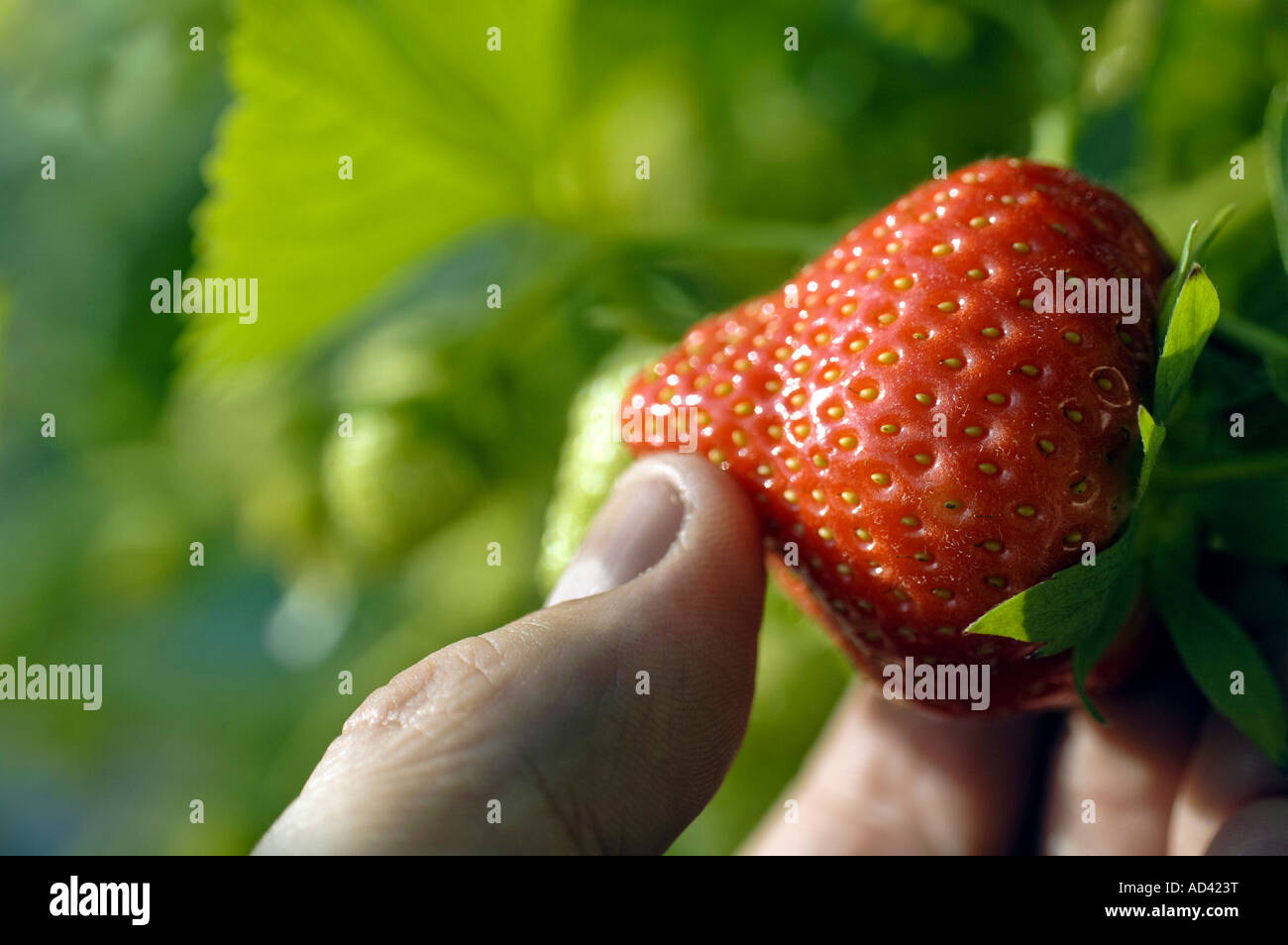 Growing strawberries in a commercial greenhouse Stock Photo - Alamy