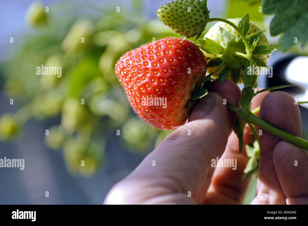 Growing strawberries in a commercial greenhouse Stock Photo - Alamy