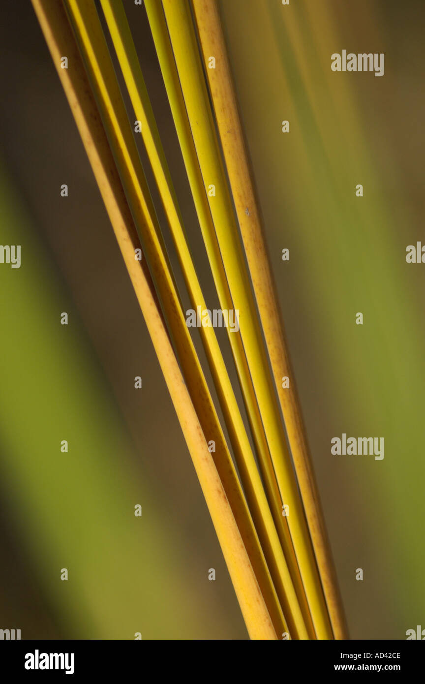 Slender green reed hi-res stock photography and images - Alamy