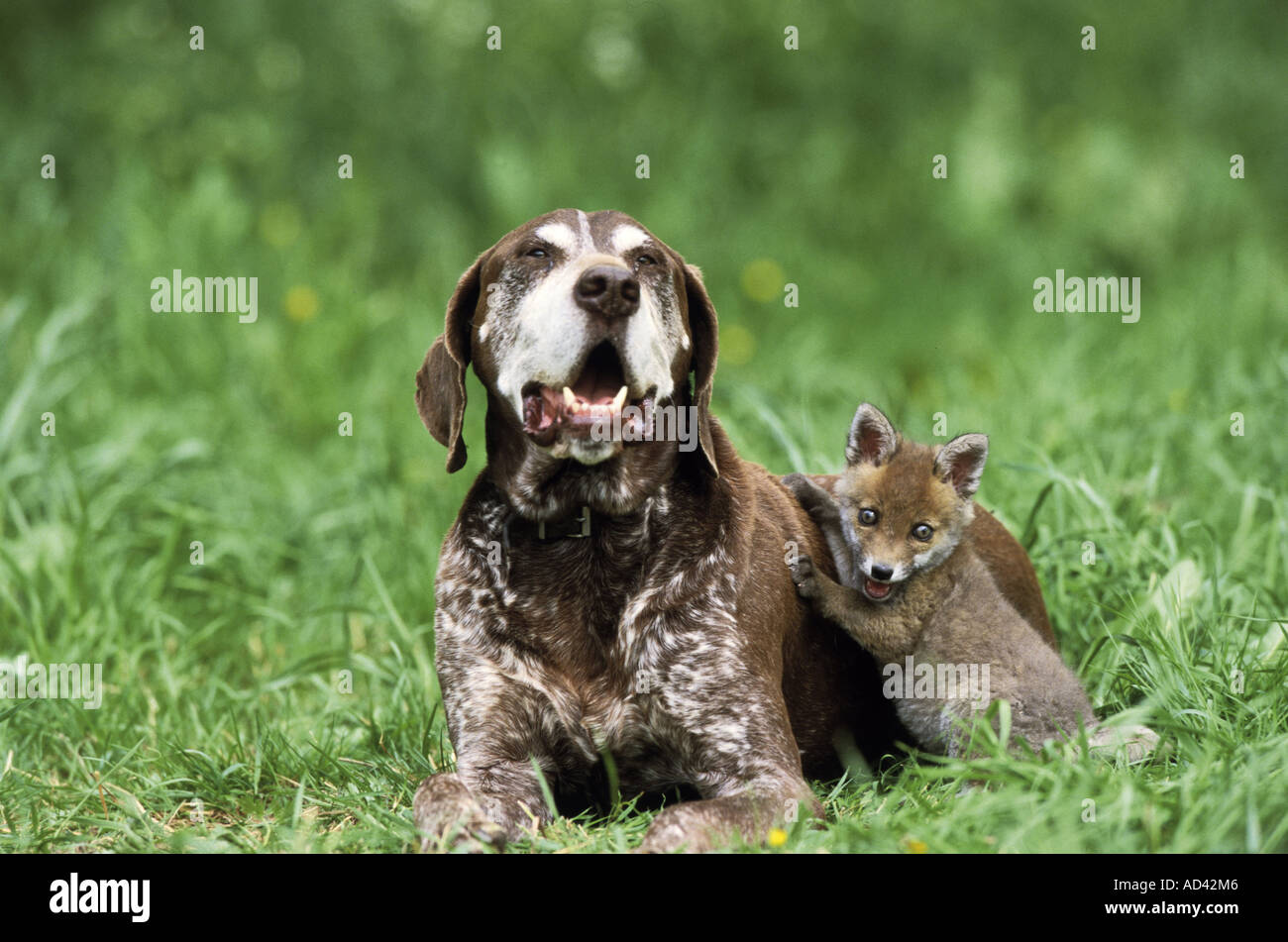 animal friendship : German Shorthaired Pointer dog and young red fox Stock Photo