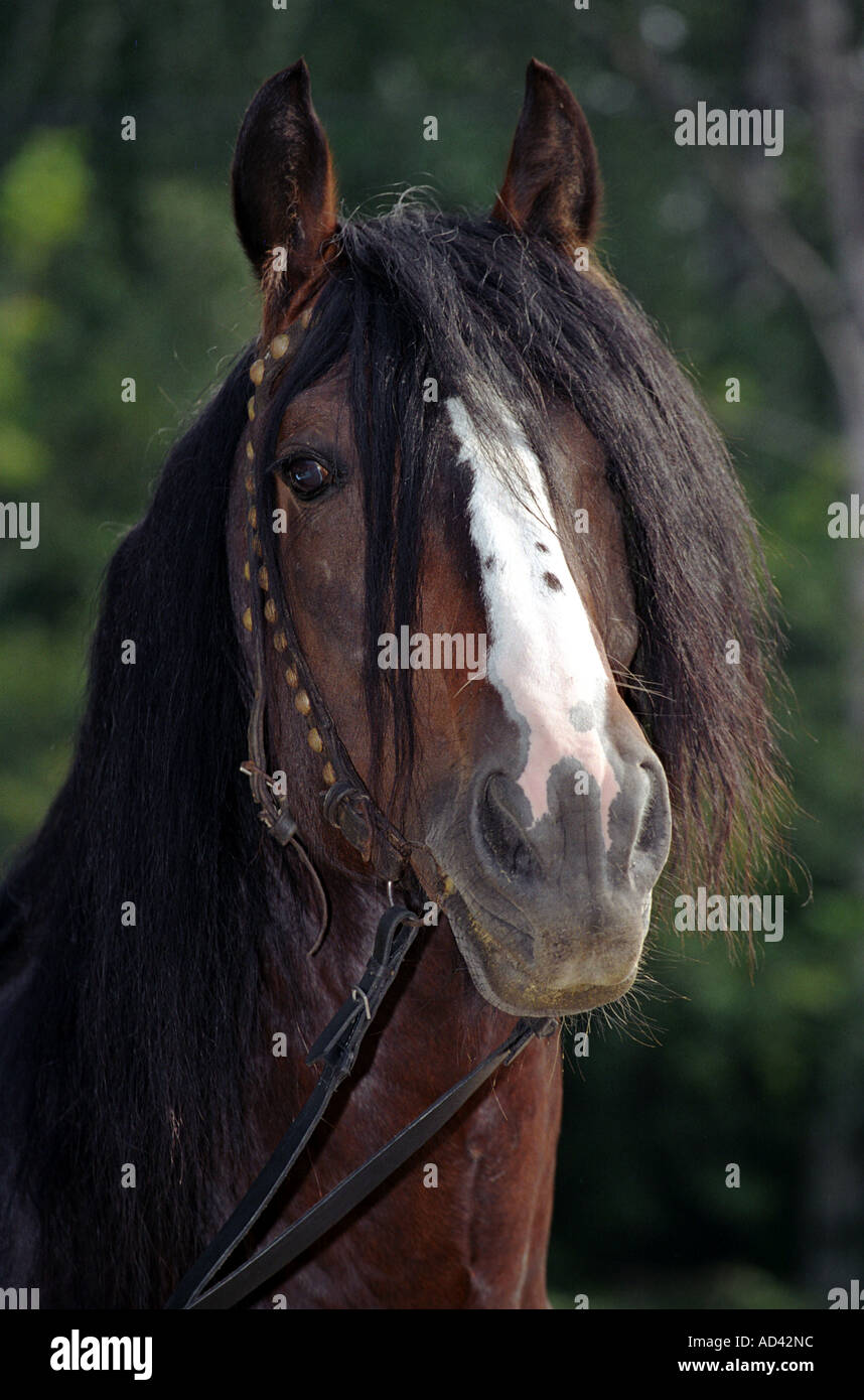 Horse hair Stock Photo