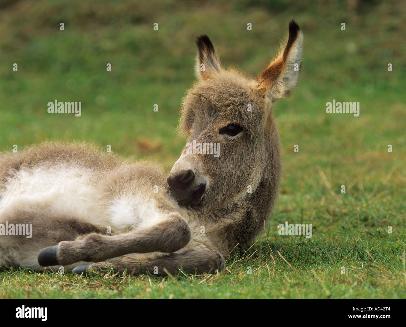 donkey foal lying on meadow Stock Photo
