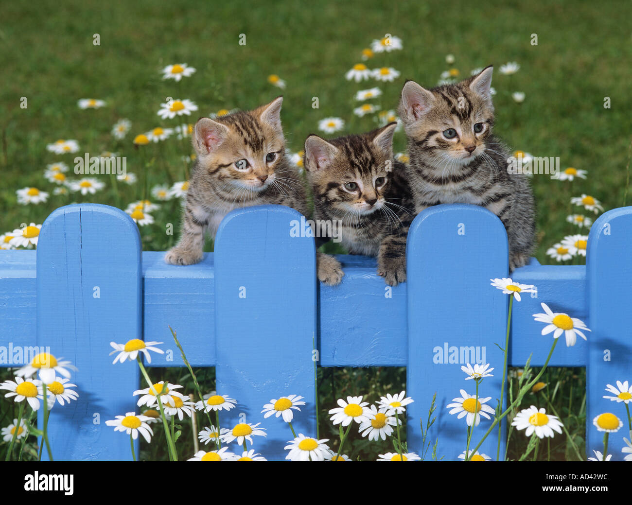 three kittens on fence Stock Photo