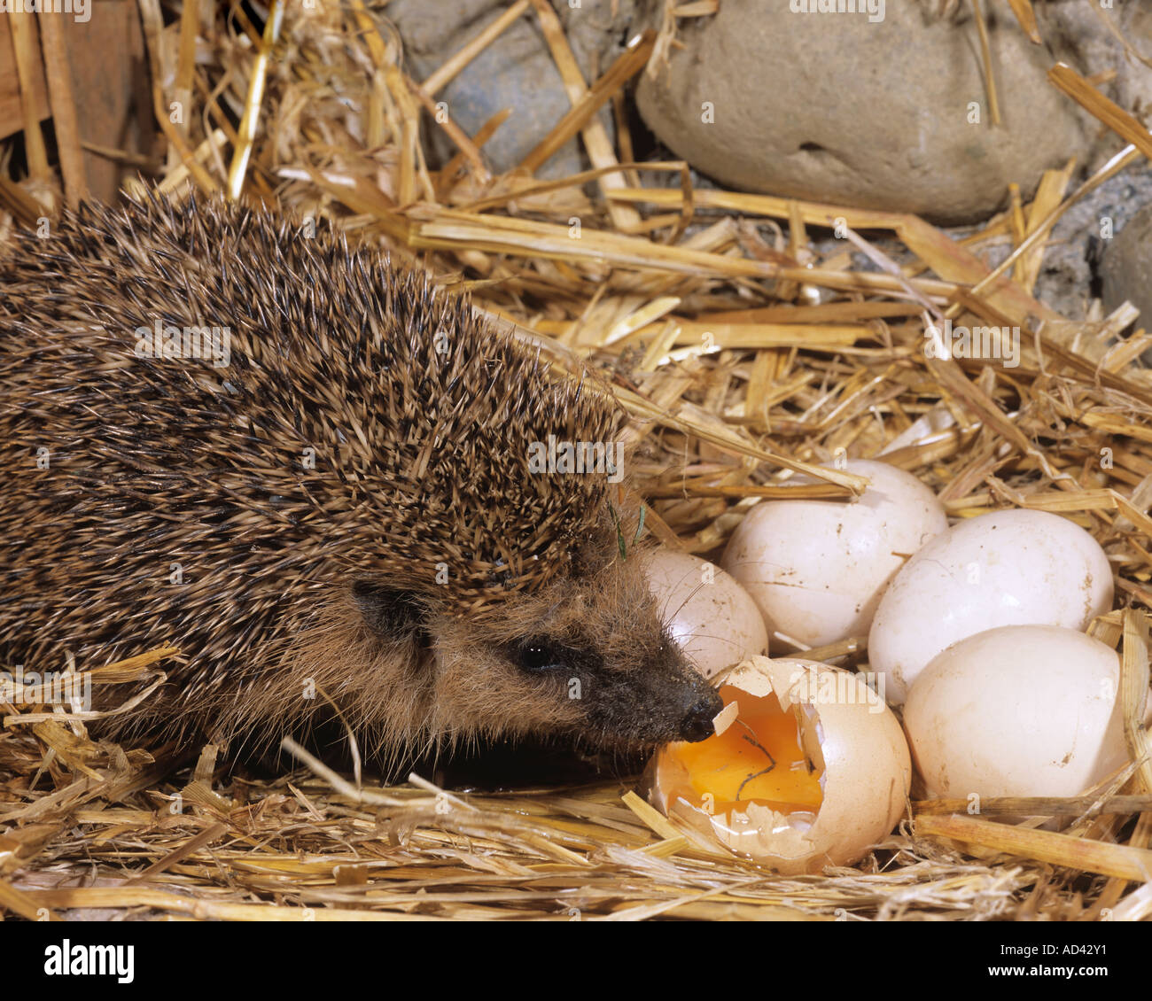 Fressen Igel Rohe Eier
