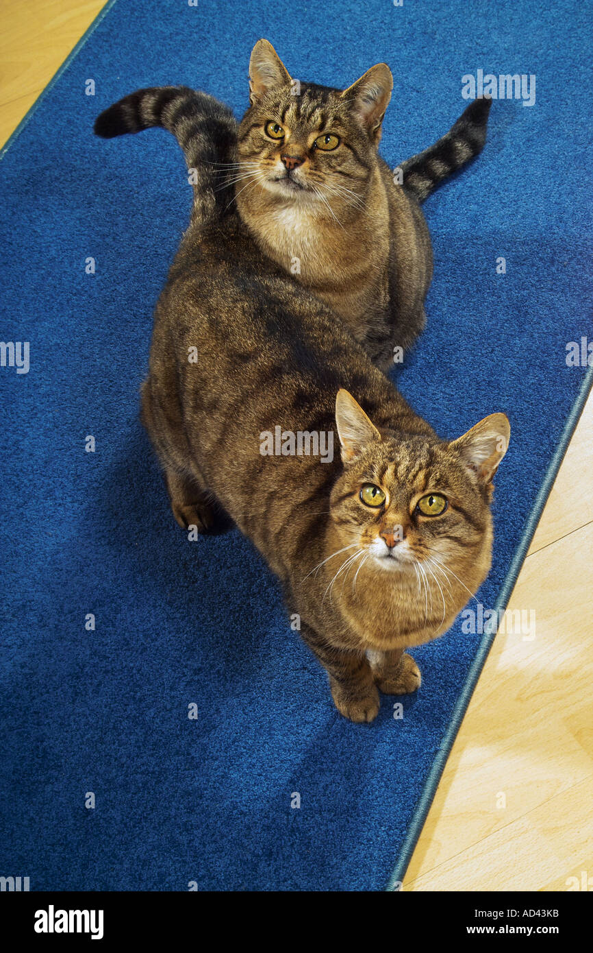 two domestic cats looking upward Stock Photo Alamy
