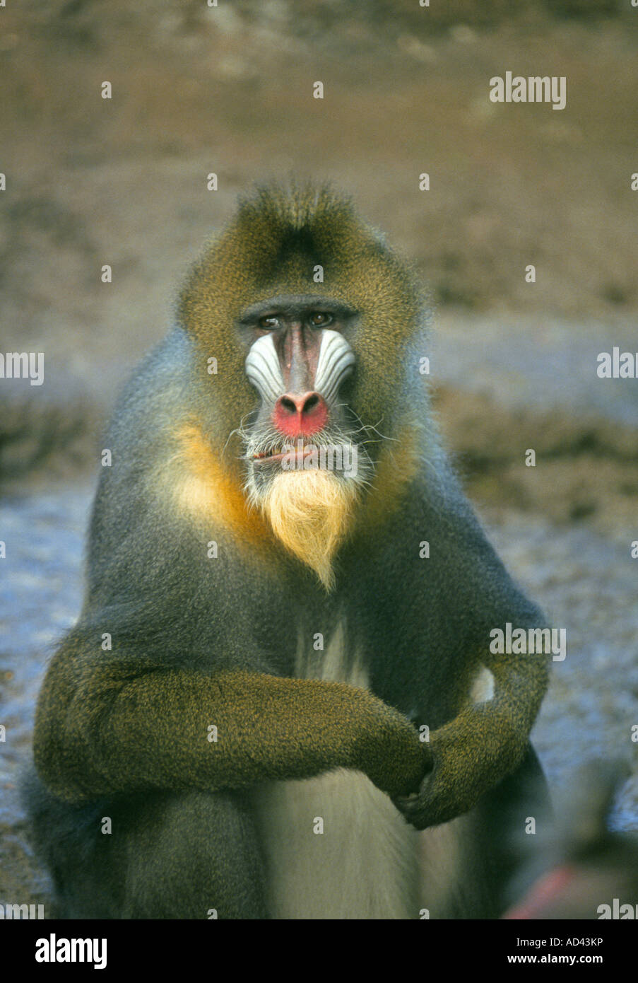 The Mandrill Mandrillus sphinx is a primate of the Cercopithecidae Old world monkeys family closely related to the baboons Stock Photo