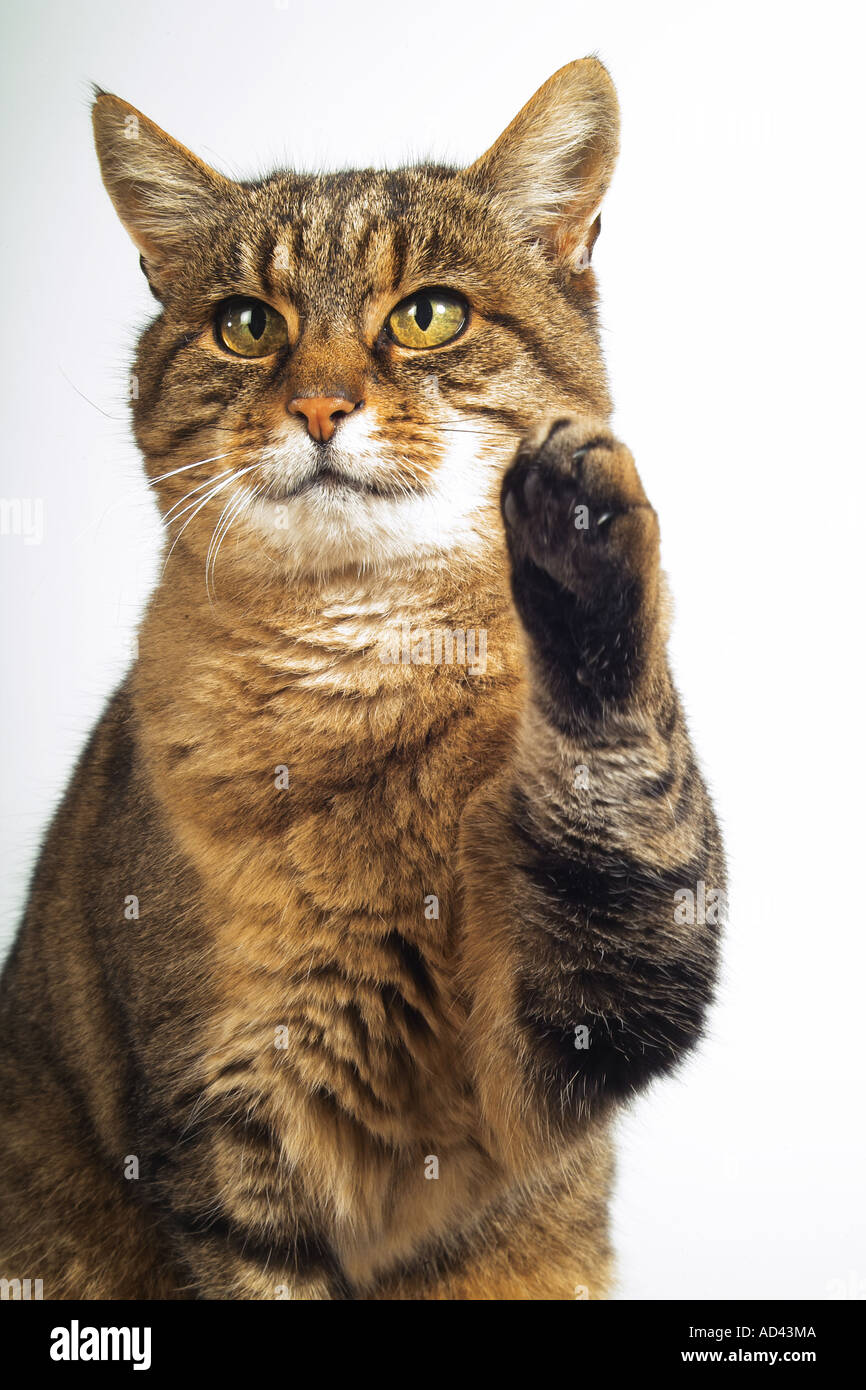 domestic cat lifting paw cut out Stock Photo Alamy