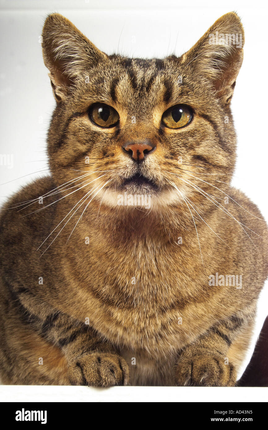 domestic cat portrait Stock Photo - Alamy