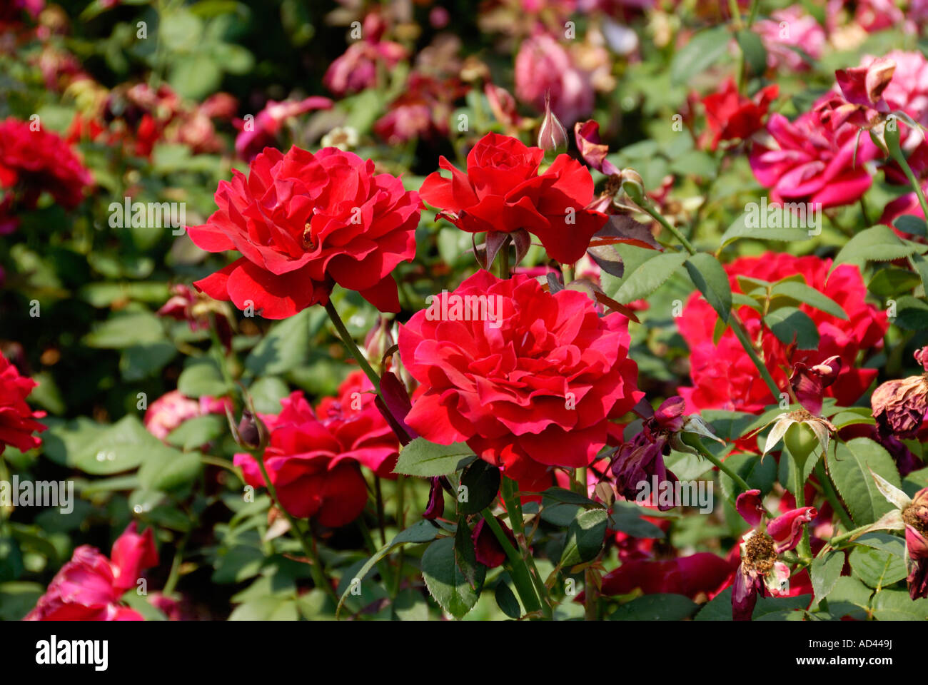 Cultivar john armstrong hi-res stock photography and images - Alamy