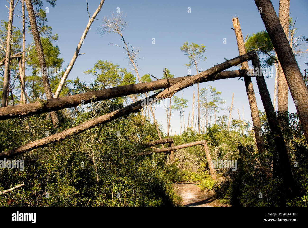 hirricane damage Fallen trees snapped by storm wind destruction nature weather Stock Photo
