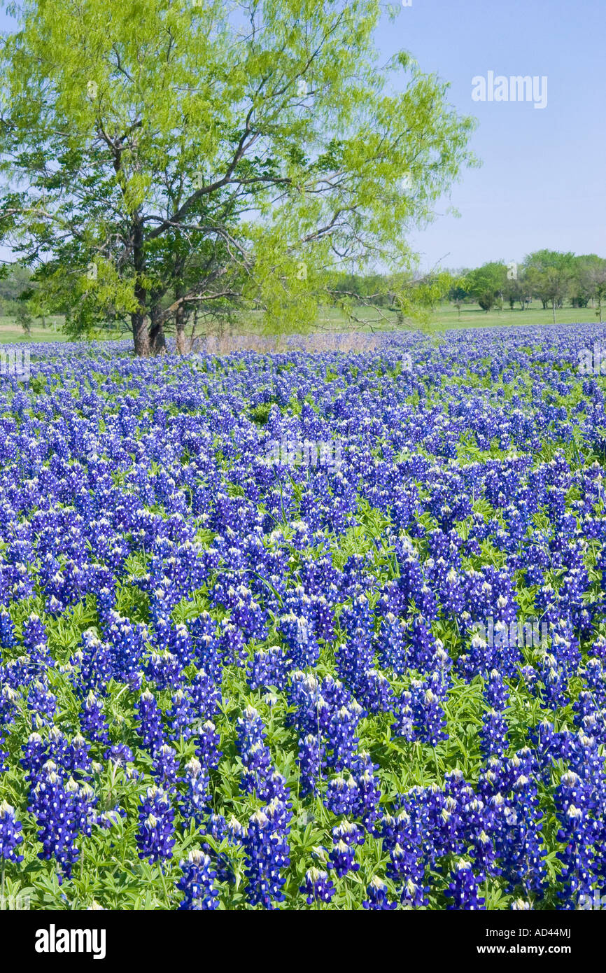 Yellow flower with hires stock photography and images Alamy