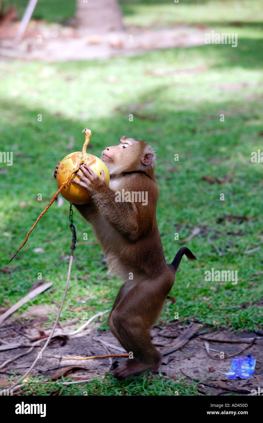 Albino Rhesus Macaque, Ko Samui, 2009 Stock Photo - Alamy