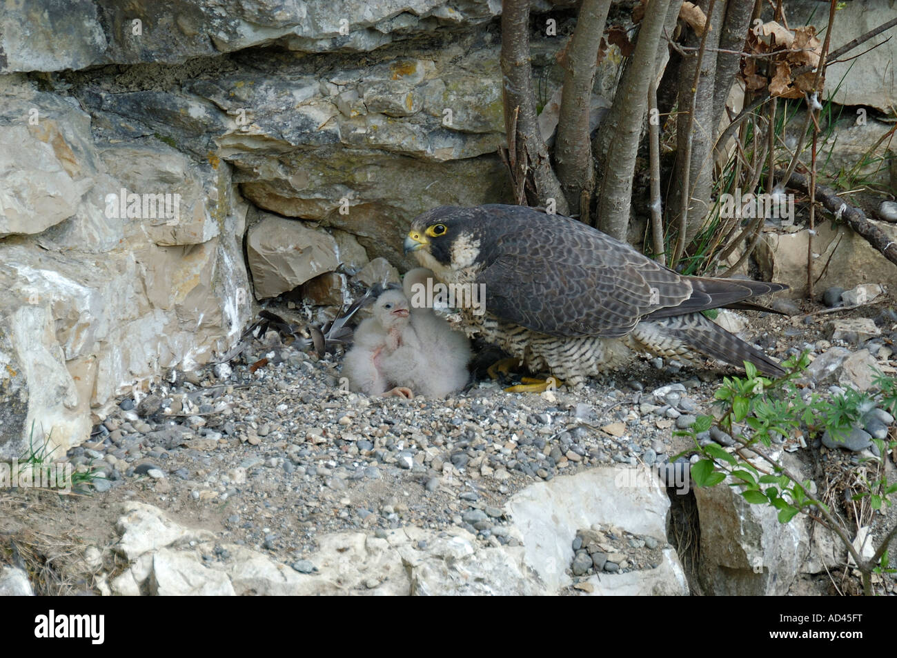 Peregrine Falcon (Falco peregrinus), female with fledglings Stock Photo