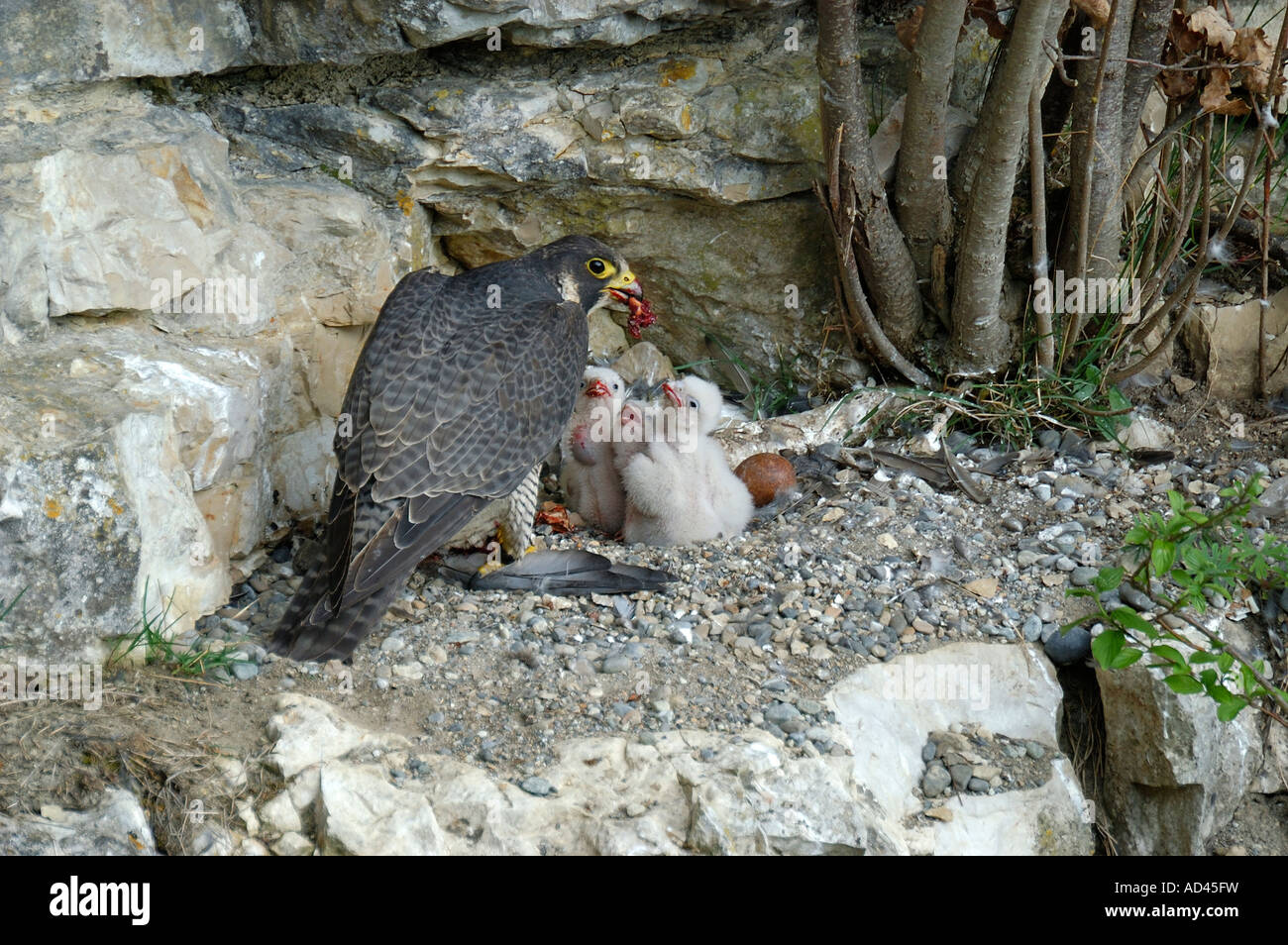 Peregrine Falcon (Falco peregrinus), female feeding fledglings Stock Photo