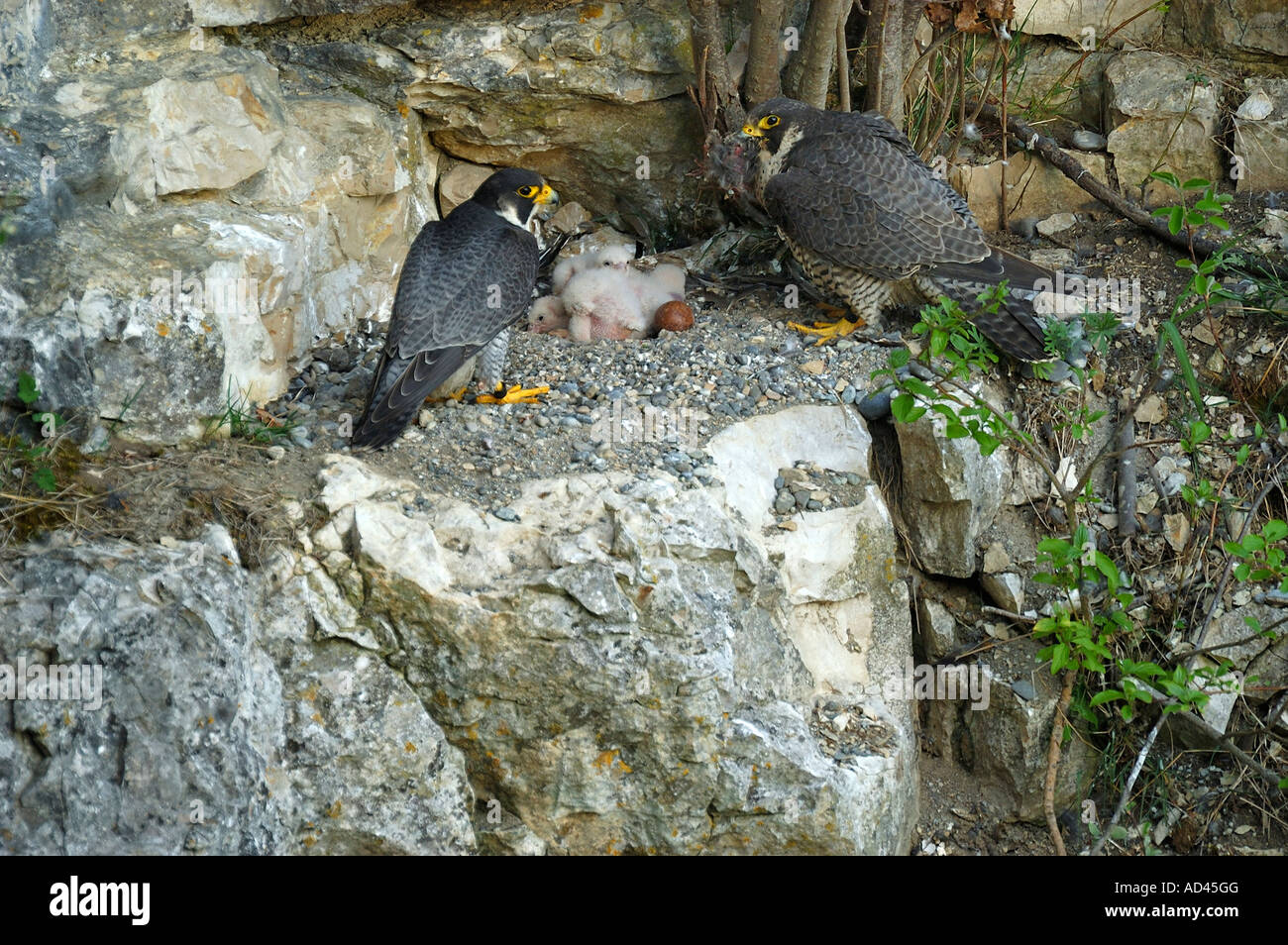 Peregrine Falcon (Falco peregrinus), male and female at the eyrie with fledglings Stock Photo