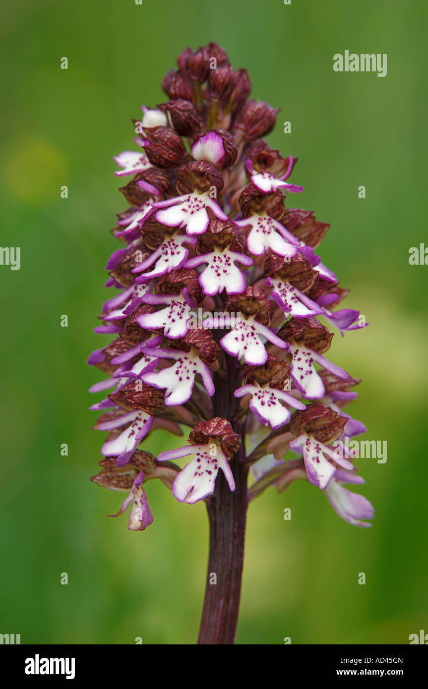 Lady orchid (Orchis purpurea), inflorescence Stock Photo