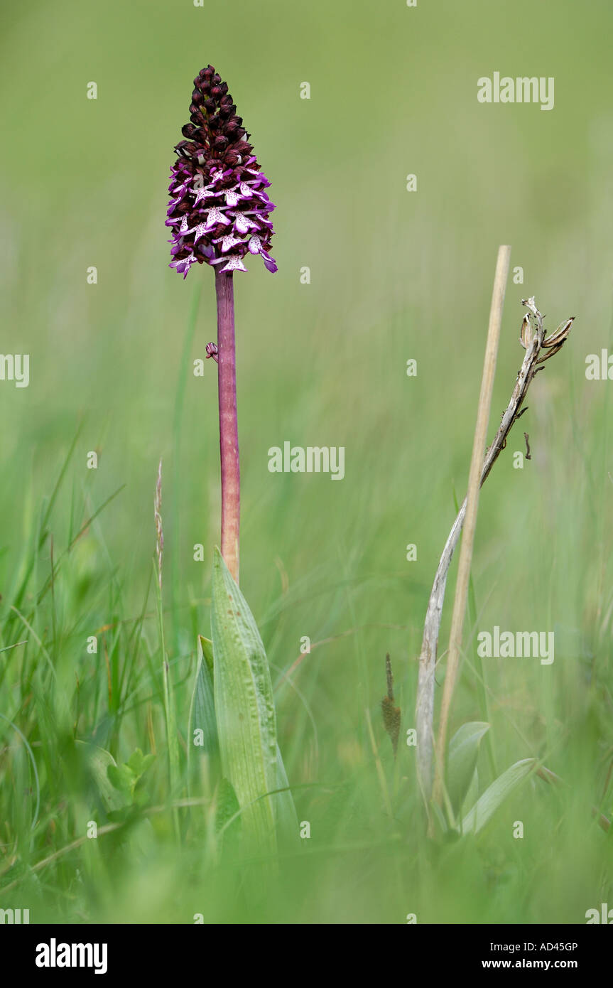 Lady orchid (Orchis purpurea) and stem from the previous year Stock Photo