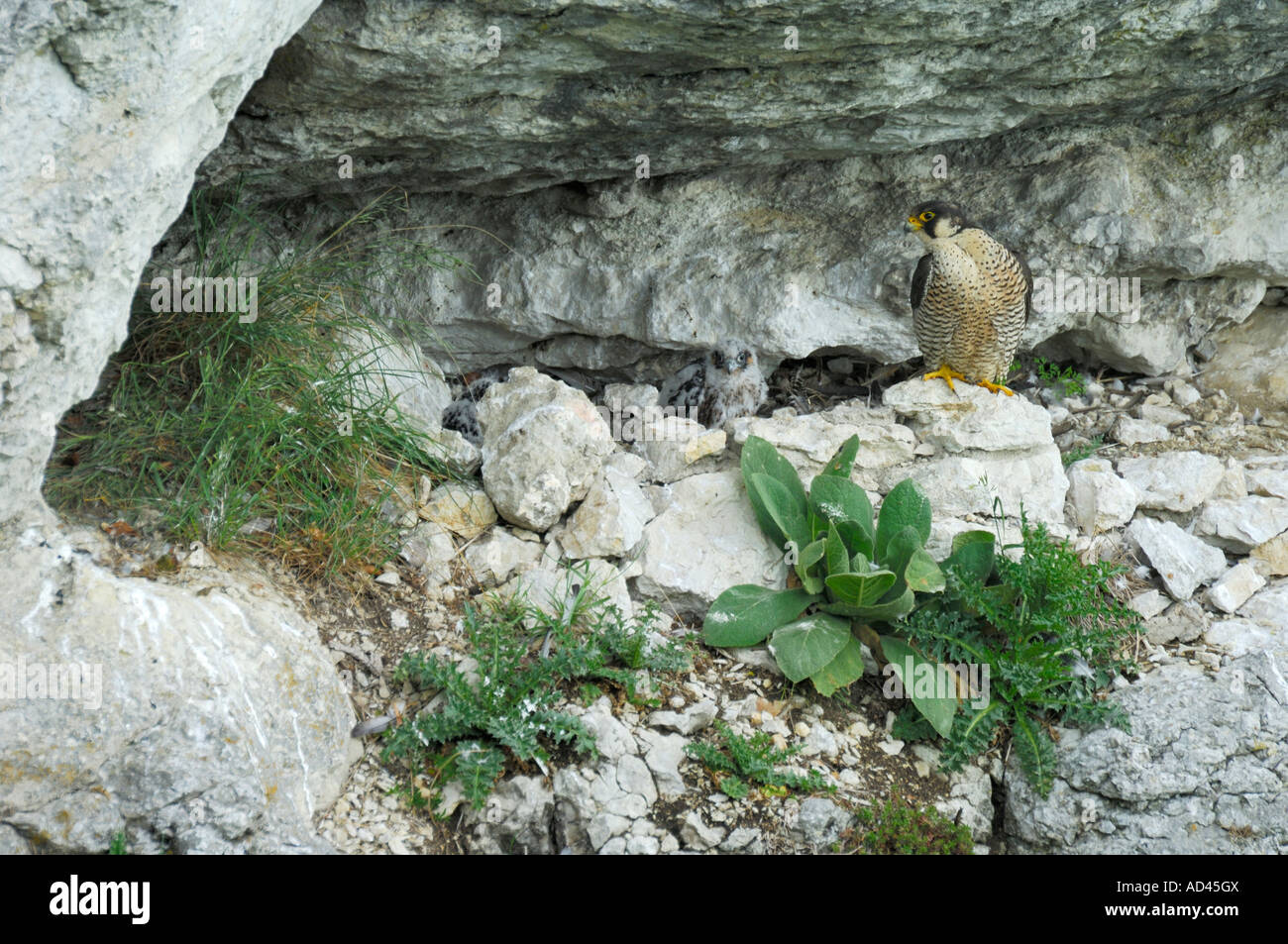 Peregrine Falcon (Falco peregrinus), female with fledglings Stock Photo