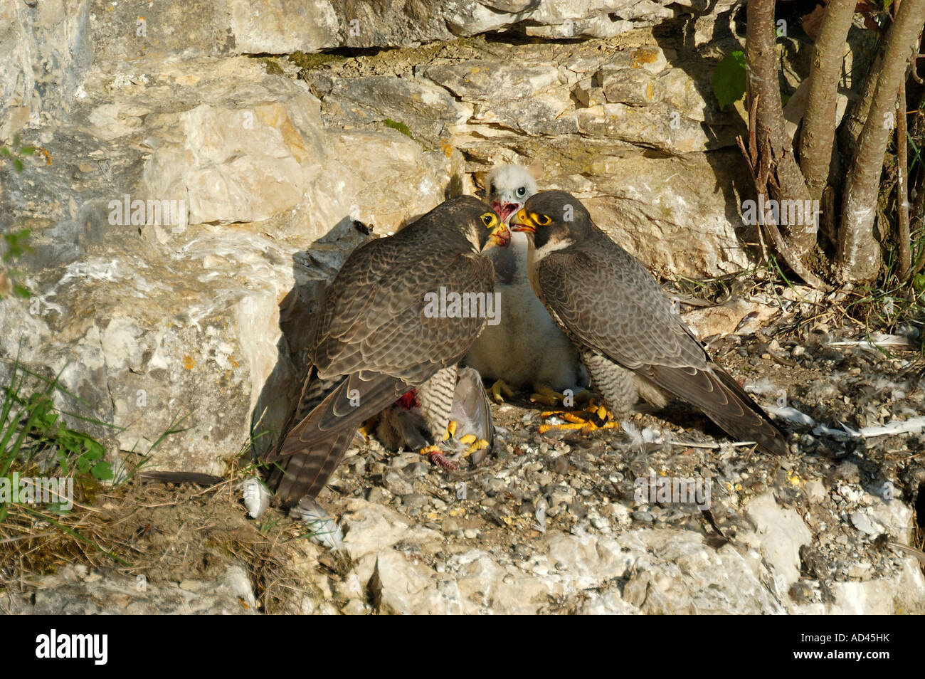 Peregrine Falcon (Falco peregrinus), falcon family at eyrie Stock Photo