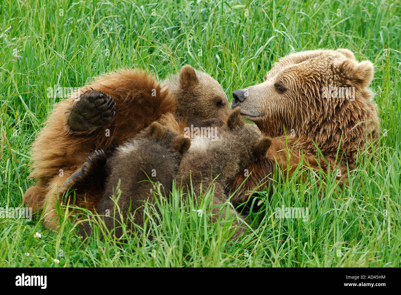 European brown bear (Ursus arctos), she-bear suckling cubs Stock Photo