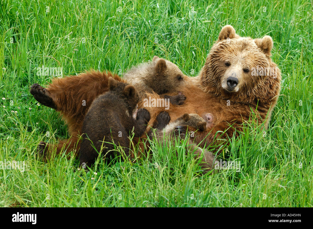 European brown bear (Ursus arctos), she-bear suckling cubs Stock Photo