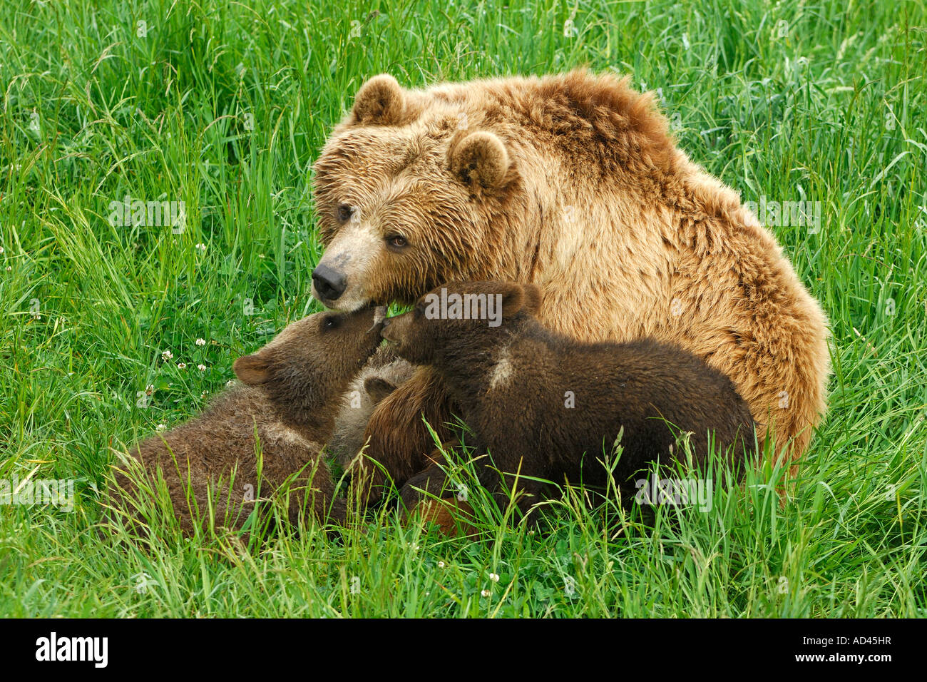 European brown bear (Ursus arctos), she-bear playing with cubs Stock Photo