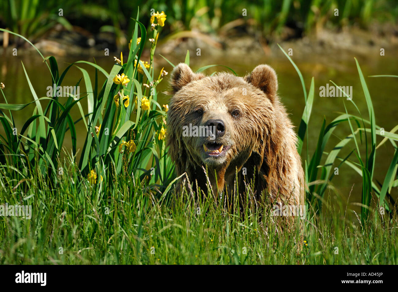 European brown bear (Ursus arctos Stock Photo - Alamy