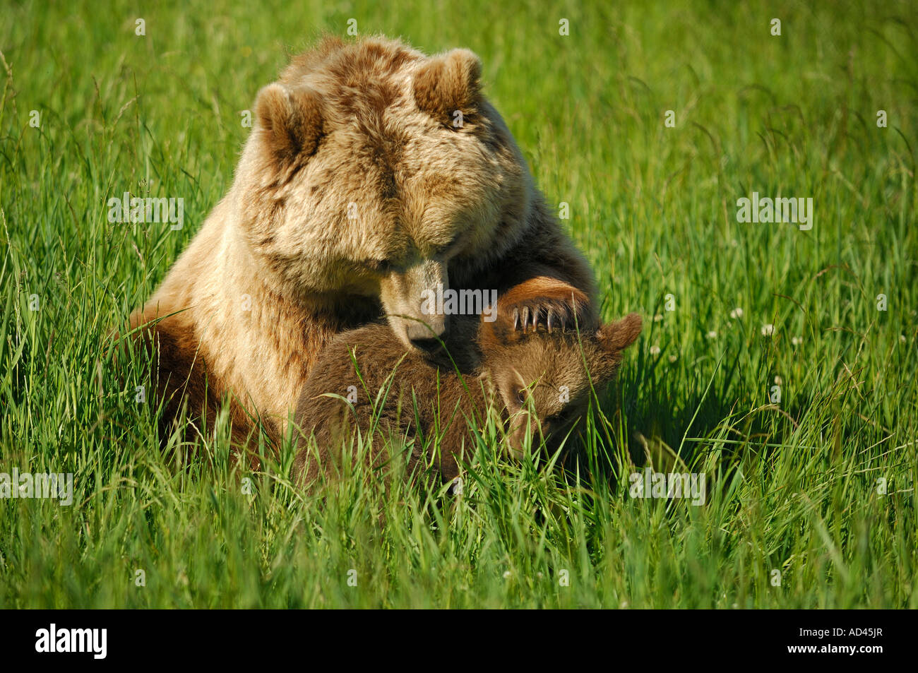 European brown bear (Ursus arctos), she-bear playing with cub Stock Photo