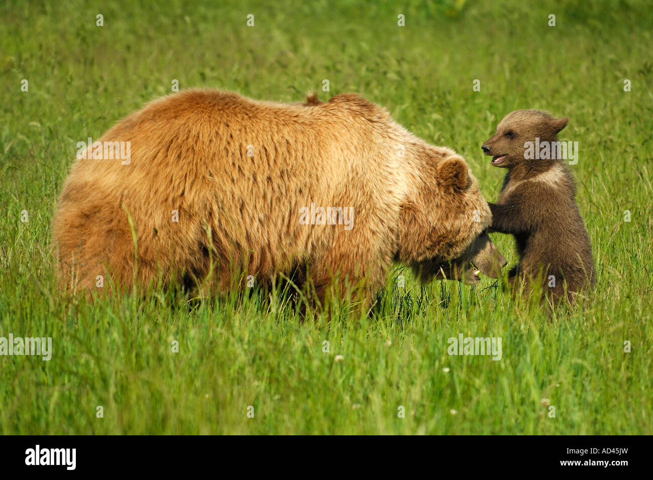 European brown bear (Ursus arctos), she-bear playing with cub Stock Photo