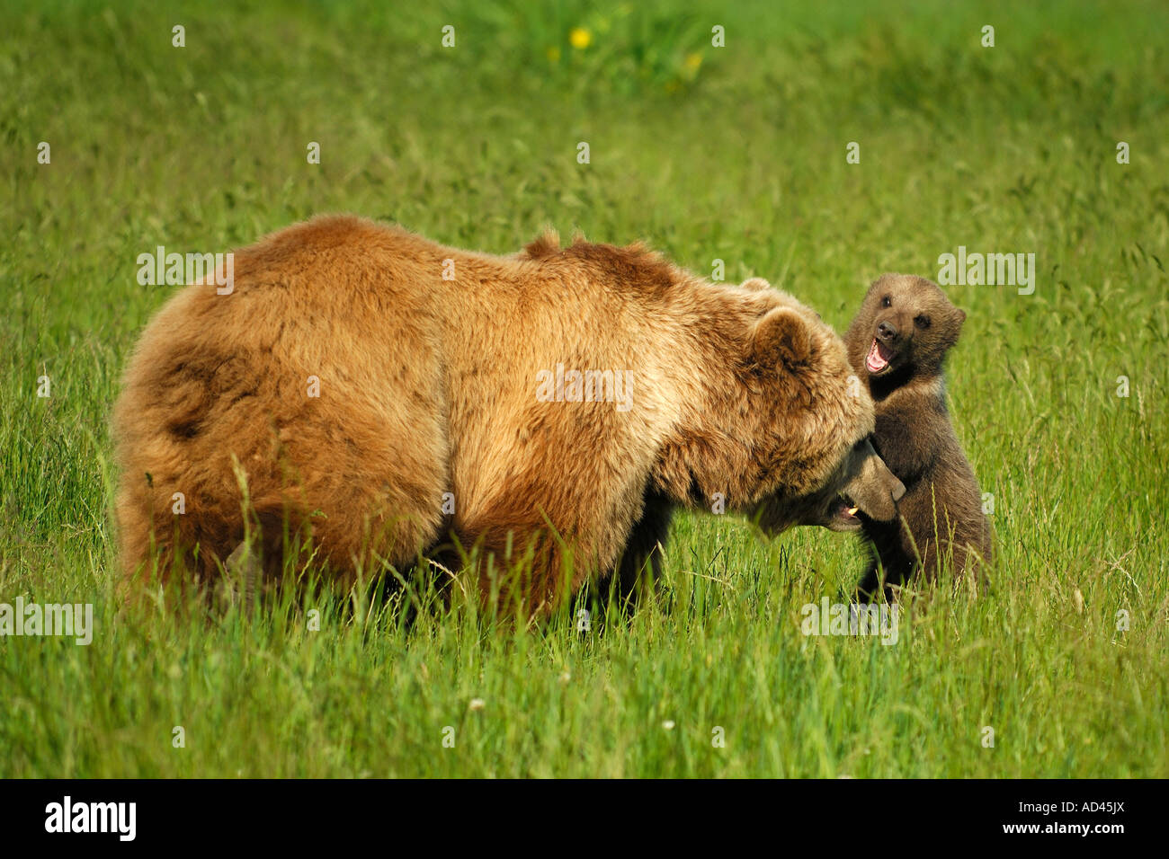 European brown bear (Ursus arctos), she-bear playing with cub Stock Photo