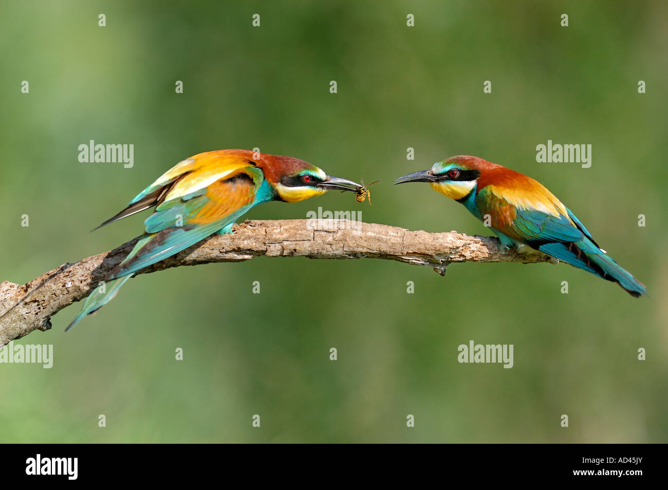 European Bee-eater (Merops apiaster) male presenting bag, wasp, to female Stock Photo