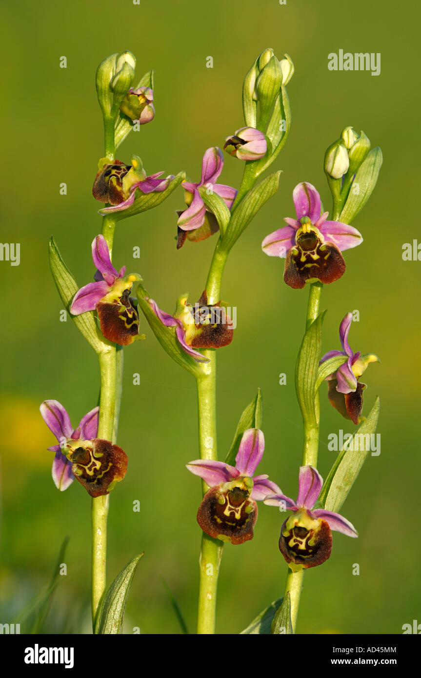 Ophrys holoserica, orchid, inflorescence Stock Photo
