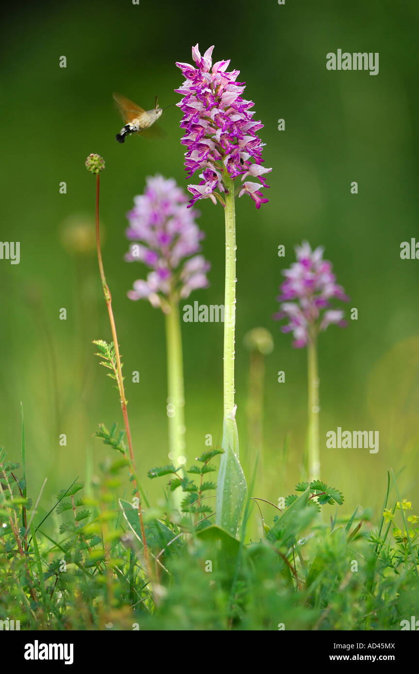 Military Orchid (Orchis militaris), blossom approached by a Hummingbird Hawk-moth (Macroglossum stellatarum) Stock Photo