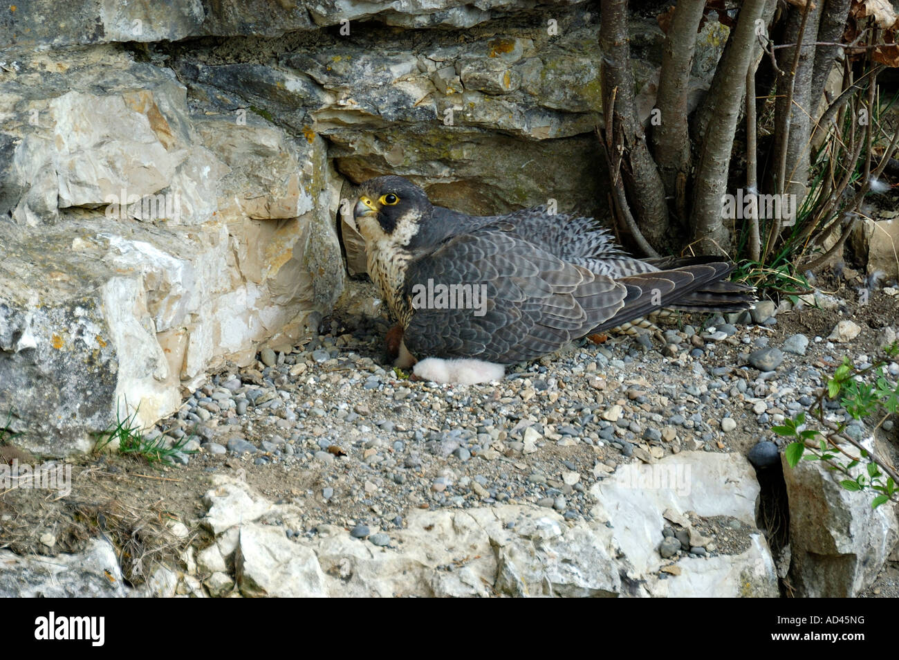 Peregrine Falcon (Falco peregrinus) protecting fledglings Stock Photo