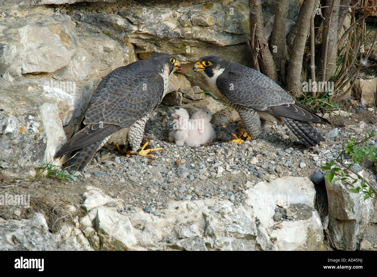 Peregrine Falcon (Falco peregrinus), female feeding male Stock Photo