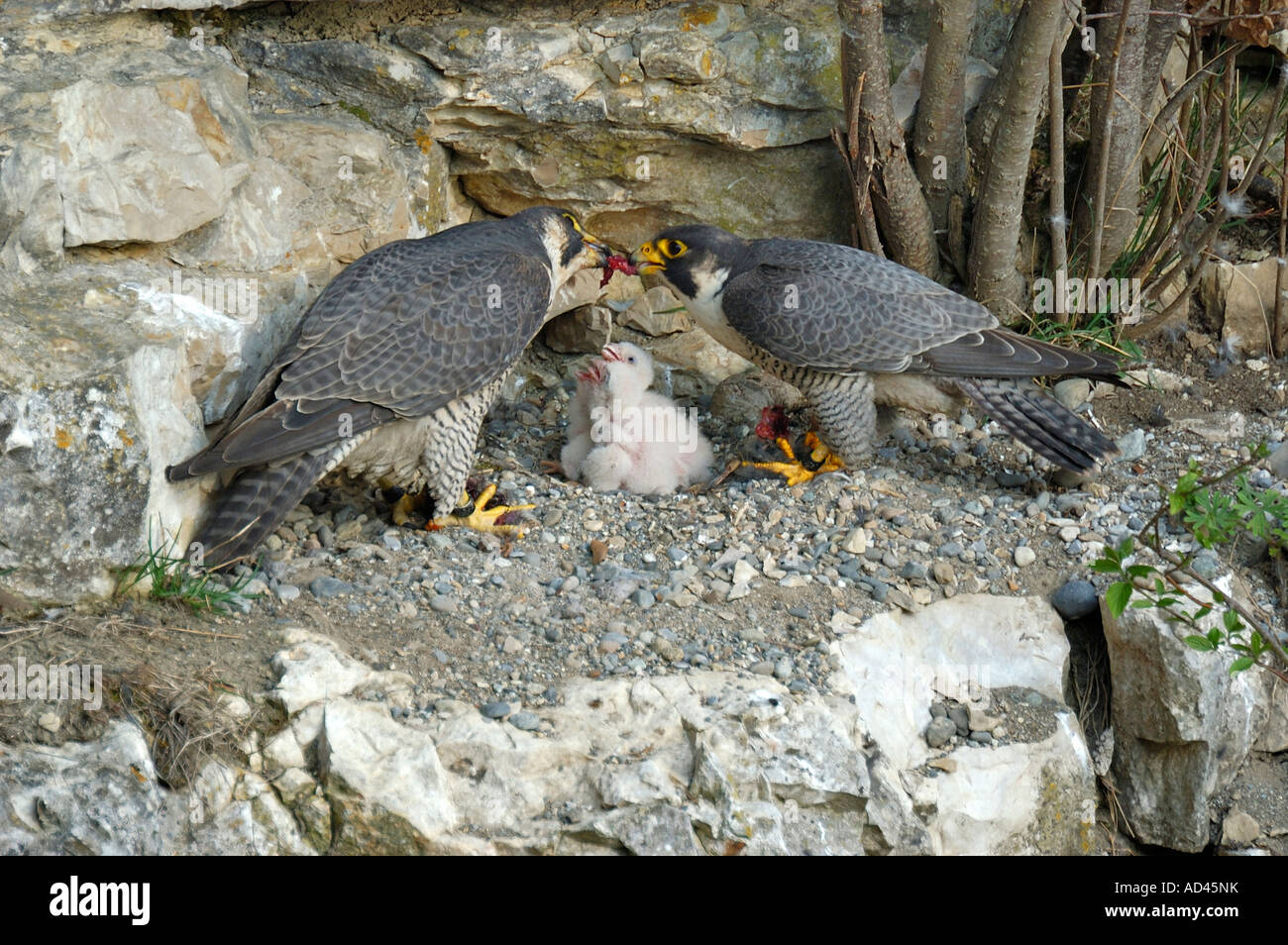 Peregrine Falcon (Falco peregrinus), female feeding male Stock Photo