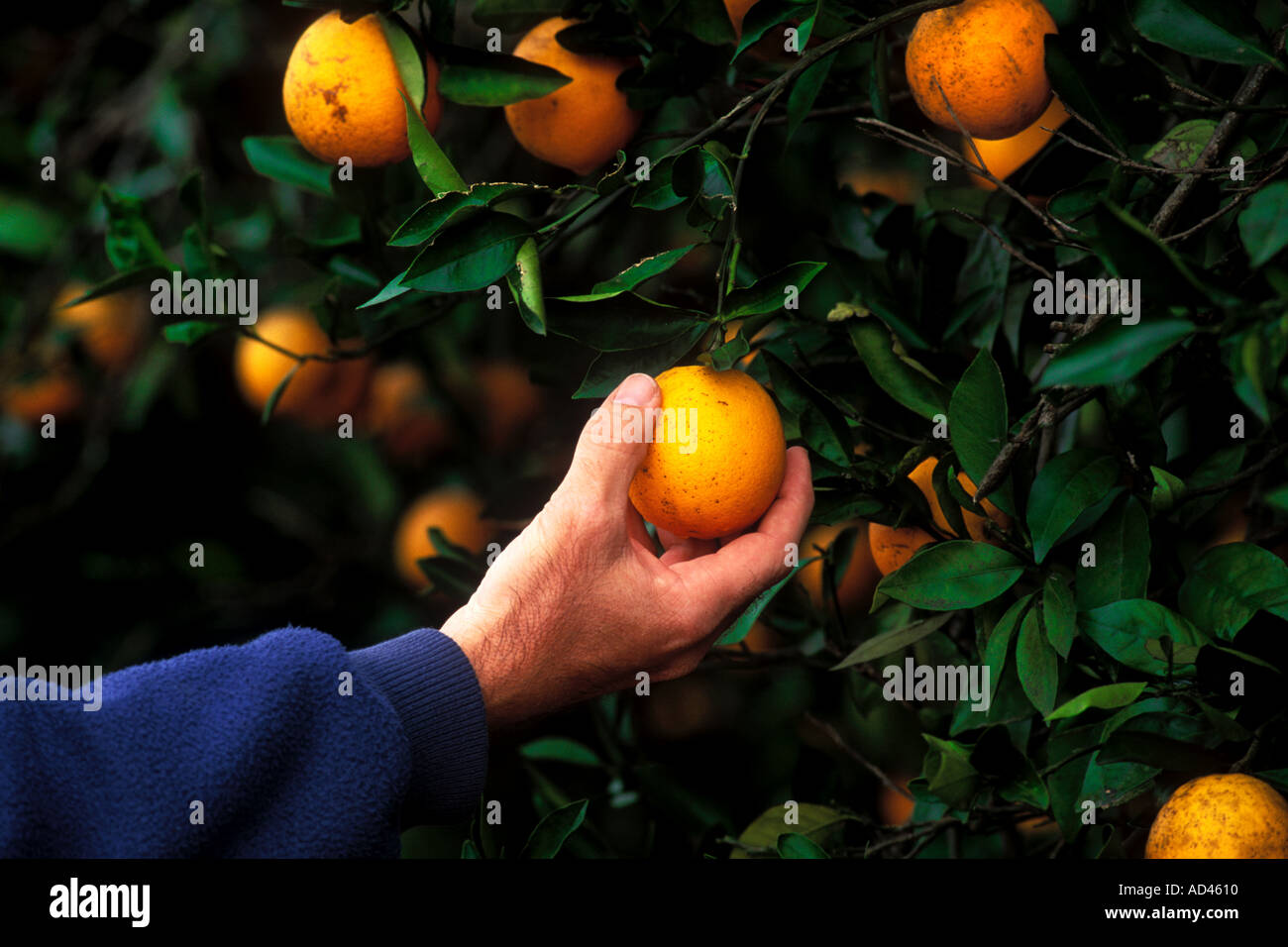 Orange groves florida hires stock photography and images Alamy