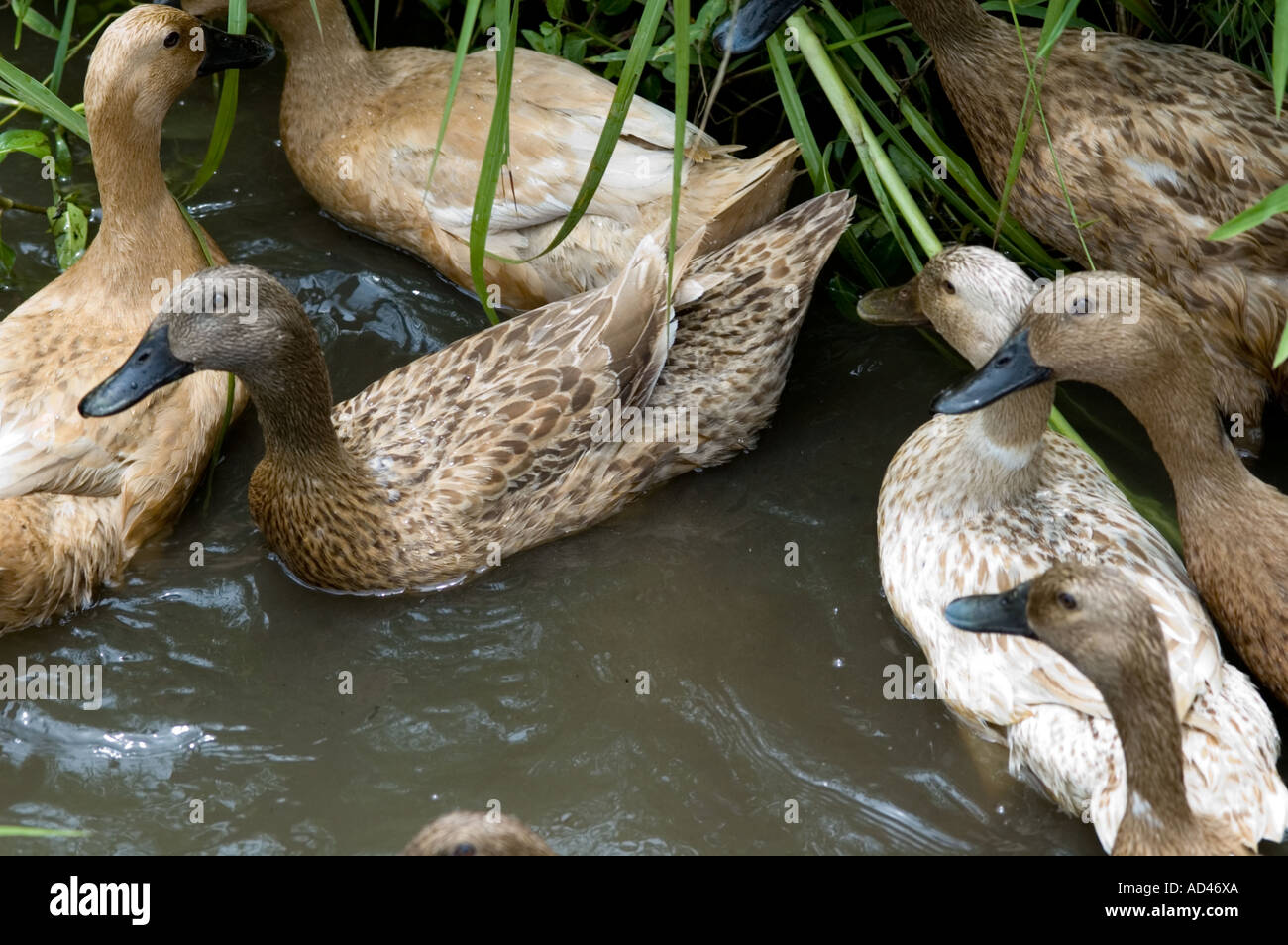 Ducks Clean Rice Paddy Ducks in Rice Paddy Stock Photo - Alamy