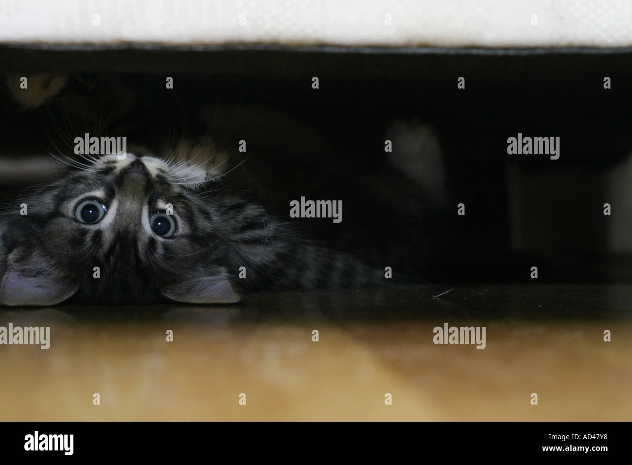 A hiding kitten peeks out from underneath a couch Stock Photo Alamy